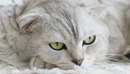 开云入口登录-皇马女足前锋阿西妮娅：单身生活与深夜的泪水|阿西妮娅-德尔卡斯蒂略|德尔卡斯蒂略|皇家马德里|名人|心扉_新浪体育_新浪新闻